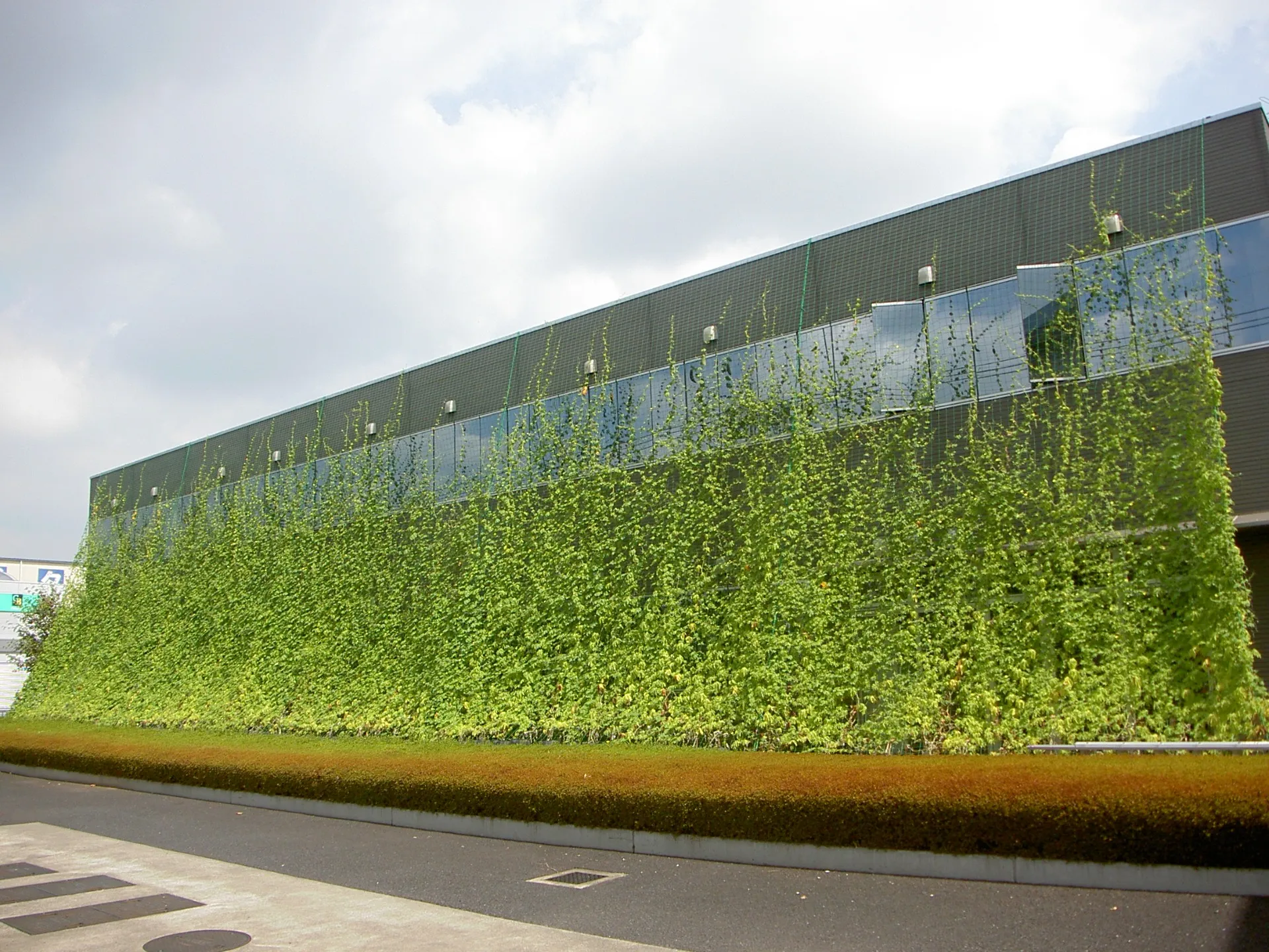 植物のカーテン