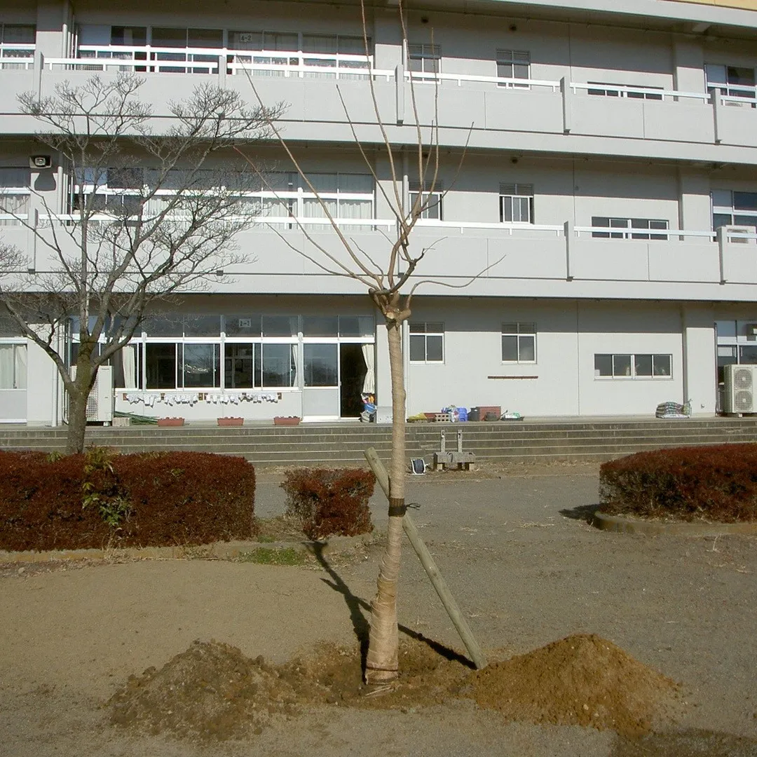 持続可能な駒形小の杜再生事業でカイノキを植栽しました。