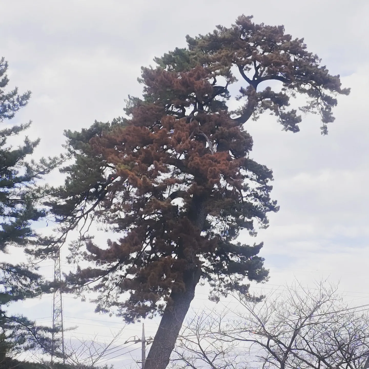 #太田市#造園#業者#樹木医